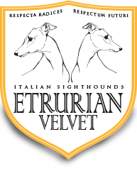 Etrurian Velvet - Allevamento del Piccolo Levriero Italiano